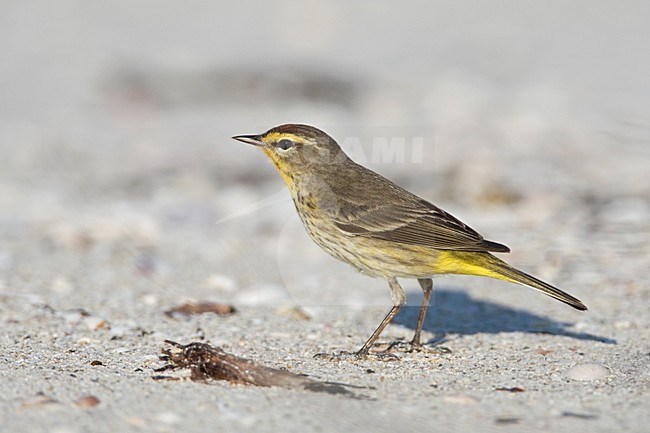 Palmzanger op het strand, Palm Warbler at the beach stock-image by Agami/Wil Leurs,