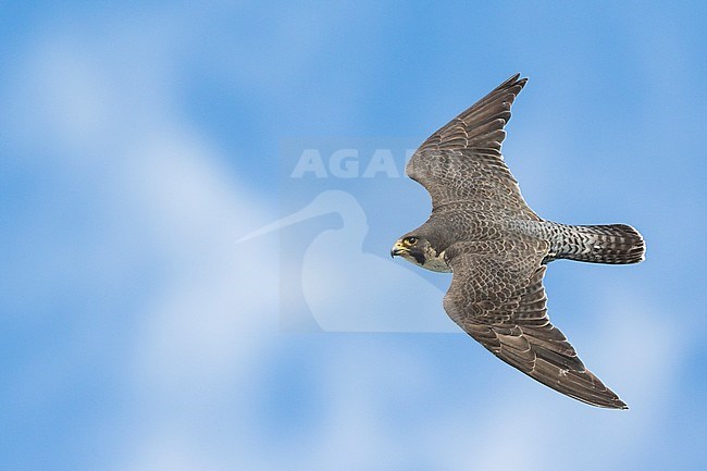 Peregrine Falcon - Wanderfalke - Falco peregrinus ssp. peregrinus, Russia (Ural), adult in flight stock-image by Agami/Ralph Martin,