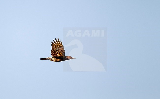 Yellow-shafted Northern Flicker (Colaptes auratus luteus) migrating over Higbee Beach, Cape May, New Jersey, USA. stock-image by Agami/Helge Sorensen,