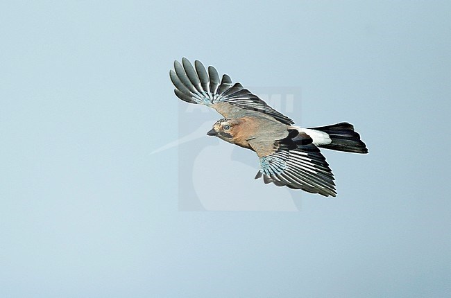 Gaai, Eurasian Jay (Garrulus glandarius) stock-image by Agami/Dick Forsman,