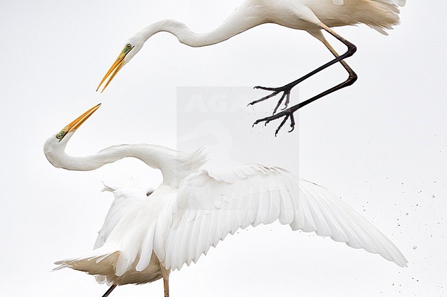 Vechtende Grote Zilverreigers; Fighting Great Egrets stock-image by Agami/Bence Mate,