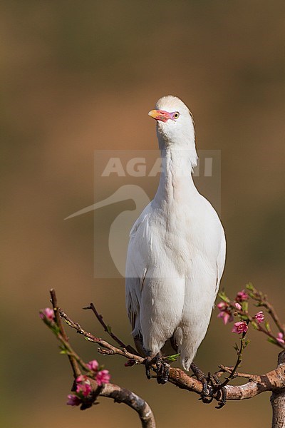 Cattle Egret - Kuhreiher - Bubulcus ibis ssp. ibis, Morocco, adult breeding plumage stock-image by Agami/Ralph Martin,