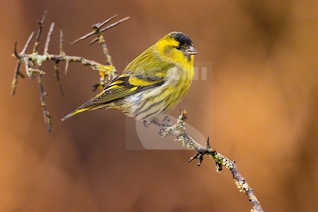 Male Eurasian Siskin, Spinus spinus, in Italy. stock-image by Agami/Daniele Occhiato,