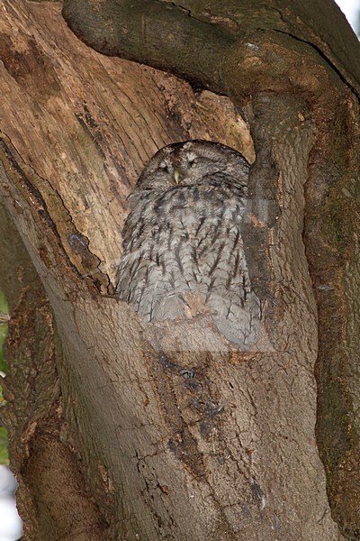 Bosuil slapend, Bosuil, Tawny Owl sleeping stock-image by Agami/Theo Douma,