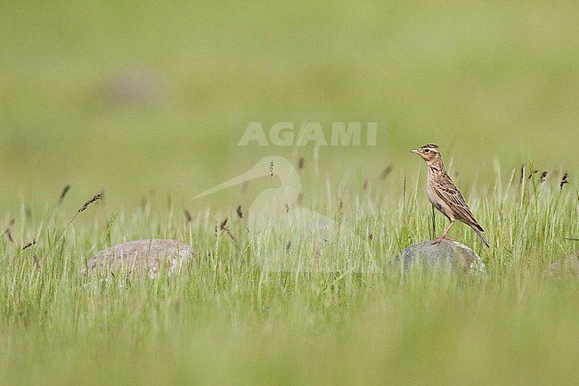 Adult Oriental Skylark (Alauda gulgula inconspicua), in breeding habitat in Tajikistan. Perched on a small rock in the tall green grass. stock-image by Agami/Ralph Martin,