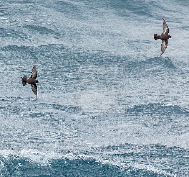 Fuegian Storm Petrel (Oceanites (oceanicus) chilensis) in southern Argentina. stock-image by Agami/Martijn Verdoes,