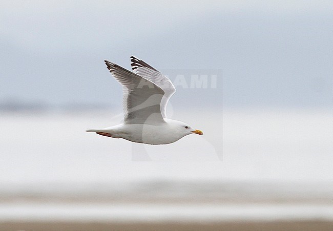 Adult summer Thayer's Gull (Larus thayeri) in flight along the Alaskan coast, showing under wing pattern. stock-image by Agami/Edwin Winkel,
