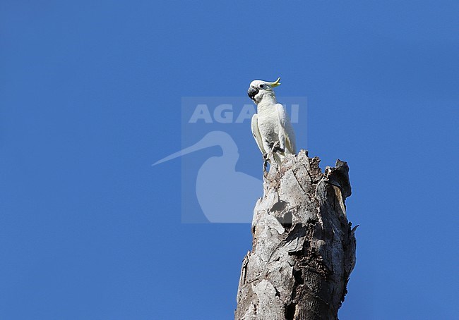 Critically endangered Timor Yellow-crested Cockatoo (Cacatua sulphurea parvula), or Lesser Sulphur-crested Cockatoo, perched in a tree on Komodo island, Lesser Sundas, Indonesia. stock-image by Agami/James Eaton,