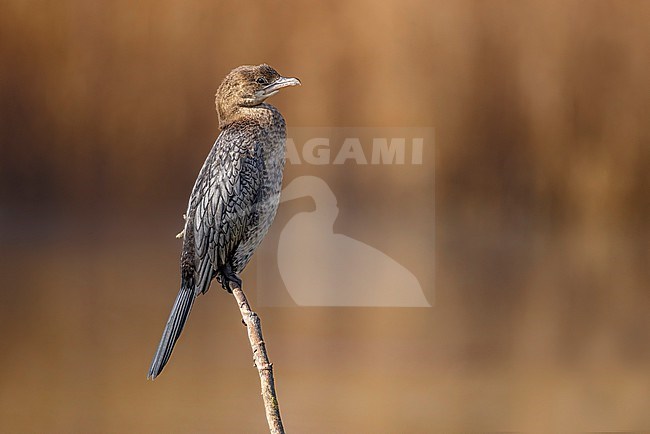 Pygmy Cormorant, Microcarbo pygmeus, in Italy. stock-image by Agami/Daniele Occhiato,