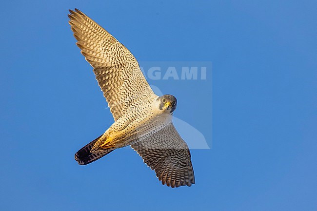 Adult Peregrine, Falco peregrinus, in flight in Norway. stock-image by Agami/Daniele Occhiato,