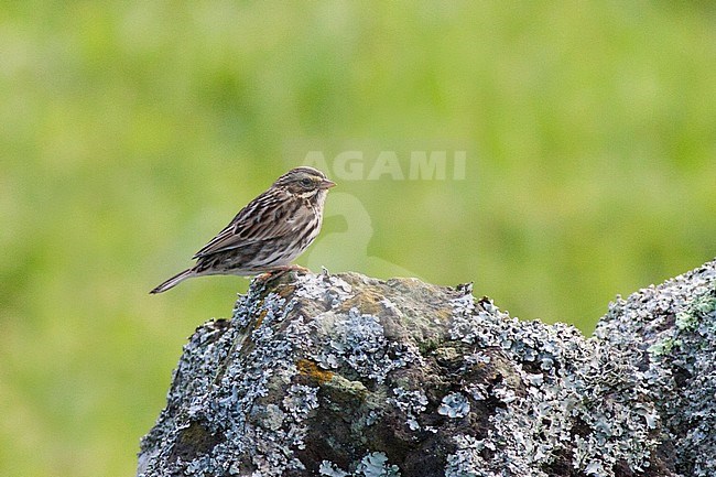 First-winter Savannah Sparrow (Passerculus sandwichensis) perched on lava rock at the High Fields on Corvo island in the Azores, Portugal. Vagrant from North America during autumn. stock-image by Agami/David Monticelli,