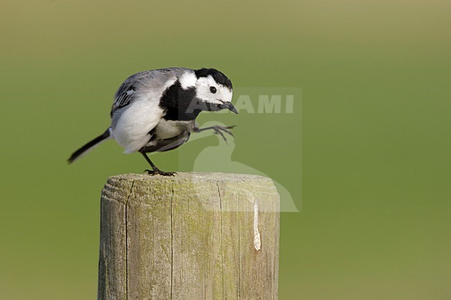 Mannetje Witte Kwikstaart; Male White Wagtail stock-image by Agami/Arie Ouwerkerk,