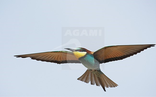 Bijeneter in de vlucht; European Bee-eater in flight stock-image by Agami/Markus Varesvuo,