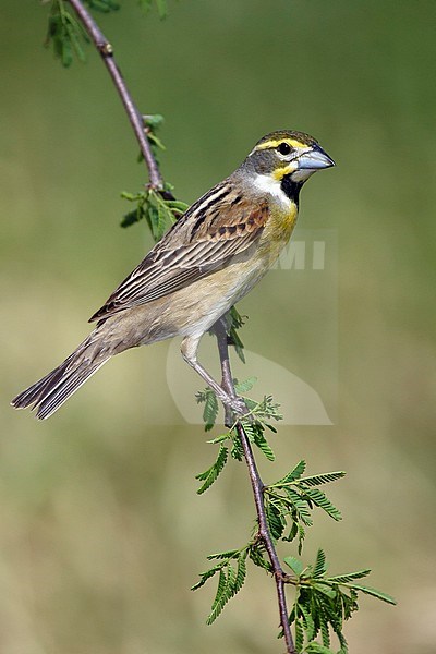 Adult male breeding 
Galveston Co., TX 
May 2005 stock-image by Agami/Brian E Small,