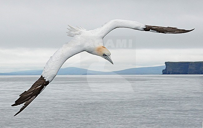 Northern Gannet (Morus bassanus) during summer on the Shetland islands in Scotland. Adult flying in front of other islands in the background. stock-image by Agami/Markus Varesvuo,