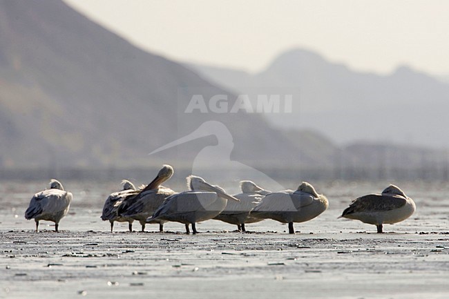 Groep rustende Kroeskoppelikanen; Group of resting Dalmatian Pelicans stock-image by Agami/Arie Ouwerkerk,