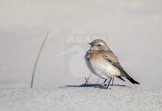 Female first-winter Desert Wheatear sitting on the sand at La Panne beach, West Flanders, Belgium. December 09, 2017. stock-image by Agami/Vincent Legrand,
