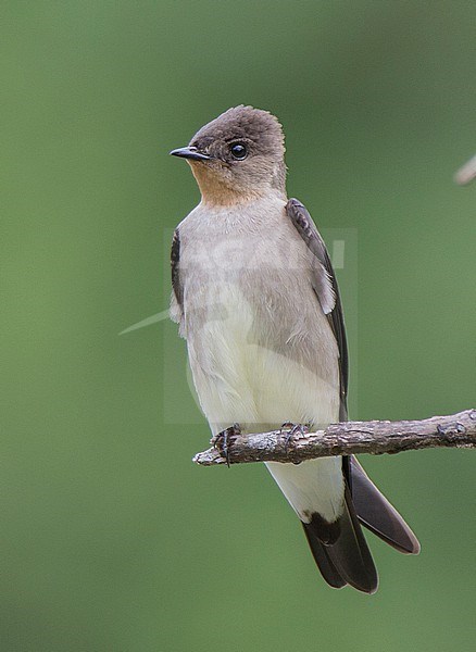 Southern Rough-winged Swallow (Stelgidopteryx ruficollis uropygialis) at ProAves Tangaras Reserve, El Carmen de Atrato, Choco, Colombia. stock-image by Agami/Tom Friedel,