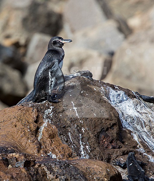 Galapagos Penguin (Spheniscus mendiculus), a rare endemic from the Galapagos Islands stock-image by Agami/Andy & Gill Swash ,