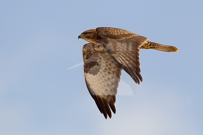 Steppebuizerd in de vlucht; Steppe Buzzard in flight stock-image by Agami/Daniele Occhiato,