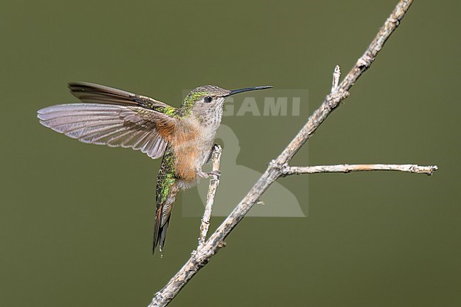 Adult female
Boulder Co., CO
June 2023 stock-image by Agami/Brian E Small,