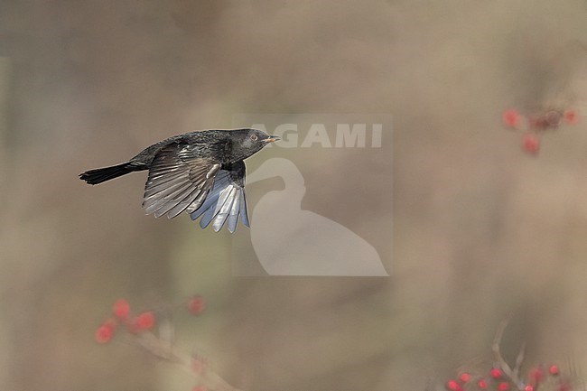 First-winter male Common Blackbird (Turdus merula) in flight at Rudersdal, Denmark stock-image by Agami/Helge Sorensen,