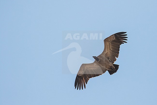 Cape vulture (Gyps coprotheres) in South Africa. Flying overhead. stock-image by Agami/Pete Morris,