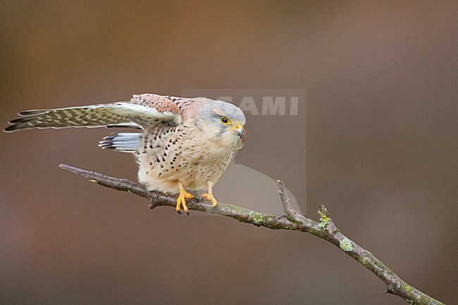 Torenvalk mannetje zittend op tak; Common Kestrel male perched on a branch stock-image by Agami/Menno van Duijn,