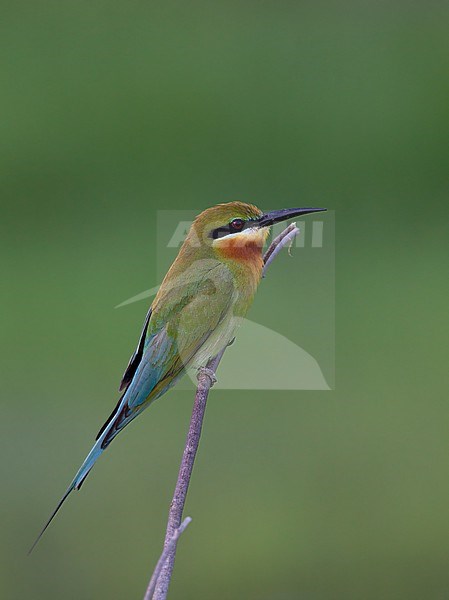 Blue-tailed Bee-eater (Merops philippinus) perched on stick at Petchaburi, Thailand stock-image by Agami/Helge Sorensen,