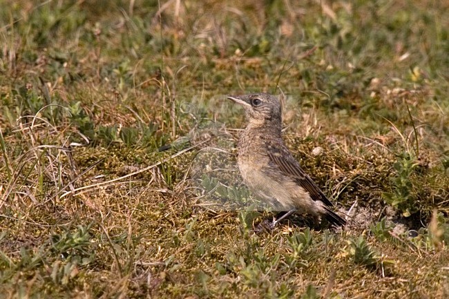 Juveniele Tapuit; Juvenile Northern Wheatear stock-image by Agami/Martijn Verdoes,