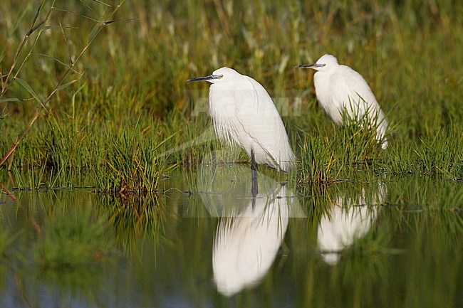 Little Egret - Seidenreiher - Egretta garzetta ssp. garzetta, Cyprus, breeding plumage stock-image by Agami/Ralph Martin,