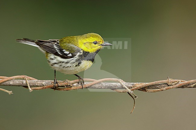 Adult male Black-throated Green Warbler, Setophaga virens
Galveston Co., TX
May 2018 stock-image by Agami/Brian E Small,