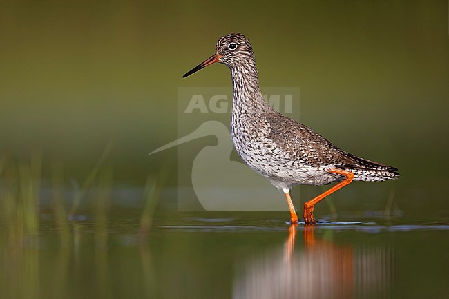 Common Redshank (Tringa totanus) in Italy. stock-image by Agami/Daniele Occhiato,