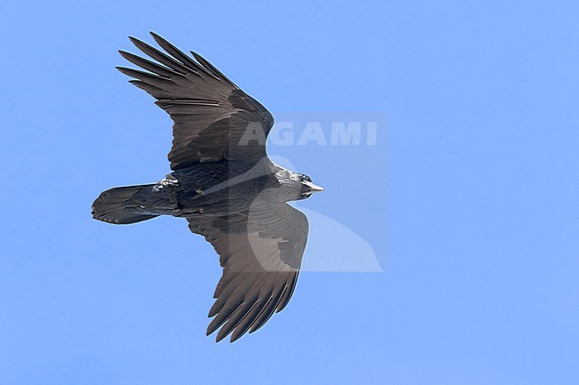 Raven; Corvus corax tingitanus stock-image by Agami/Daniele Occhiato,