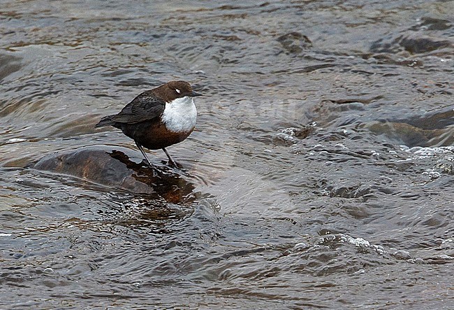 White-throated Dipper (Cinclus cinclus gularis) British subspecies/race standing on a rock in fast-flowing river showing white eyelids stock-image by Agami/Andy & Gill Swash ,