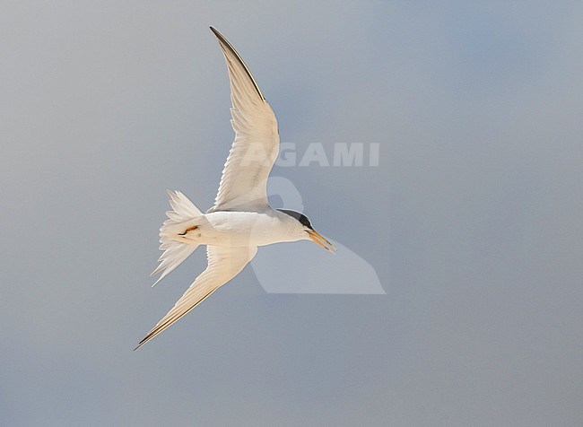 vliegende Amerikaanse Dwergstern; Flying Least Tern (Sternula antillarum) stock-image by Agami/Pete Morris,