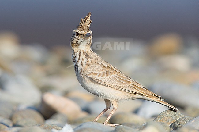 Crested Lark, Adult standing on pebbles, Qurayyat, Muscat Governorate, Oman stock-image by Agami/Saverio Gatto,