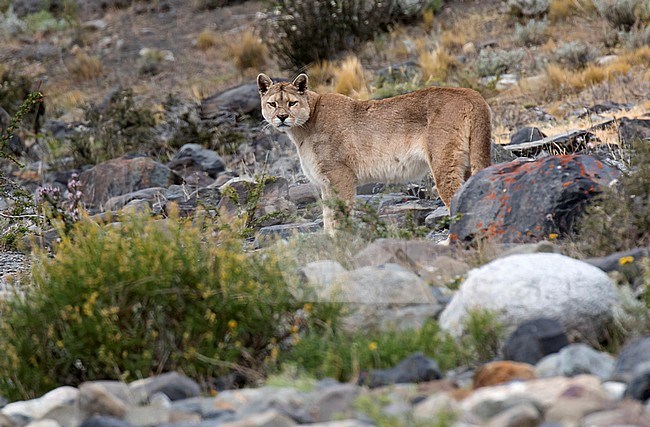 Wild Cougar (Puma concolor concolor) in Torres del Paine national park in Chile. Adult standing on a rocky slope. stock-image by Agami/Dani Lopez-Velasco,