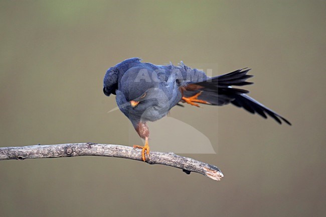 Roodpootvalk, Red-footed Falcon (Falco vespertinus) Hungary May 2008 stock-image by Agami/Markus Varesvuo / Wild Wonders,