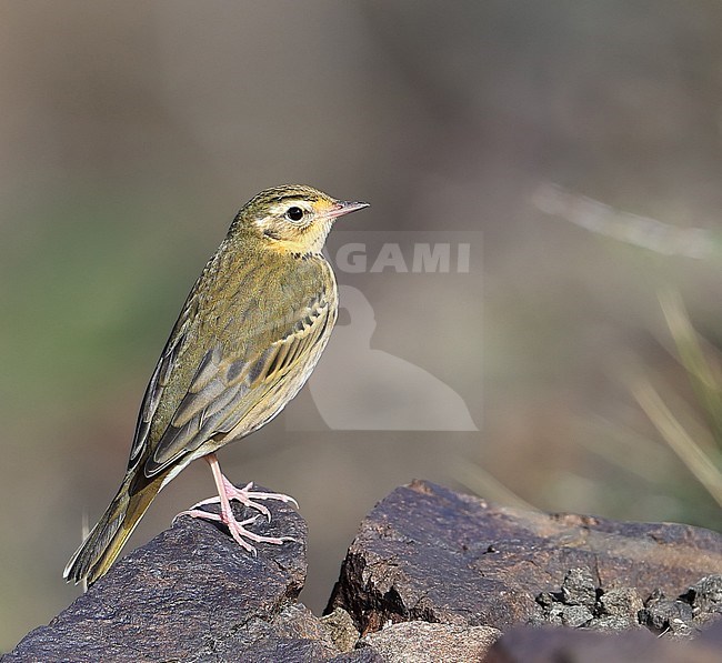 Olive-backed Pipit (Anthus hodgsoni) perched in the open during autumn migration at Ongi valley in Mongolia. stock-image by Agami/Aurélien Audevard,