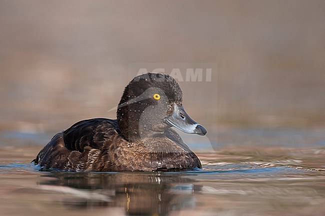 Tufted Duck - Reiherente - Aythya fuligula, France, adult female stock-image by Agami/Ralph Martin,