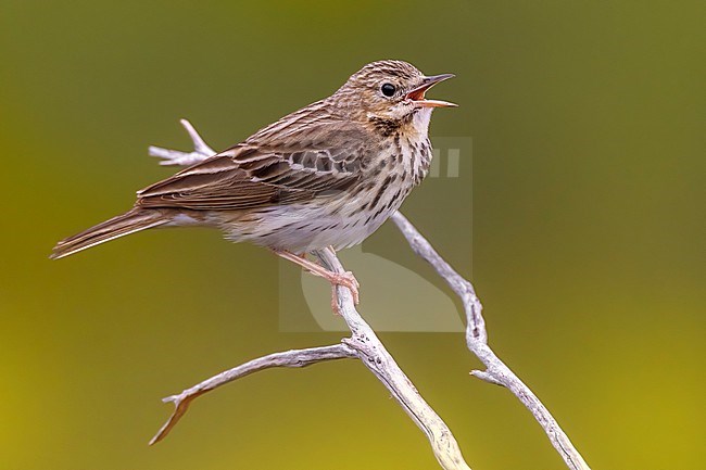 Eurasian Tree Pipit, Anthus trivialis, perched. stock-image by Agami/Daniele Occhiato,