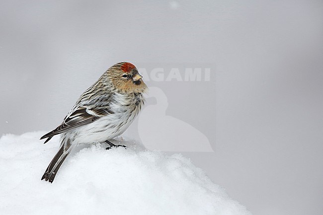 Witstuitbarmsijs; Arctic Redpoll; stock-image by Agami/Chris van Rijswijk,