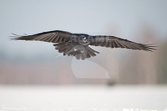 Landende raaf; Landing Raven stock-image by Agami/Han Bouwmeester,