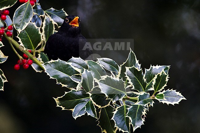 Merel zittend in hulst met besje in bek; Eurasian Blackbird perched in Holly with berry in beak stock-image by Agami/Menno van Duijn,