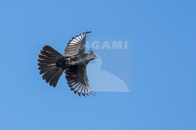 Adult male
San Diego Co., CA
January 2022 stock-image by Agami/Brian E Small,