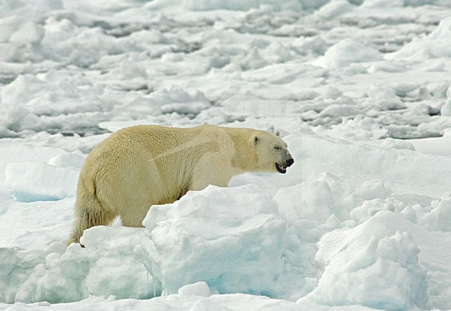 Polar Bear male; IJsbeer man stock-image by Agami/Roy de Haas,