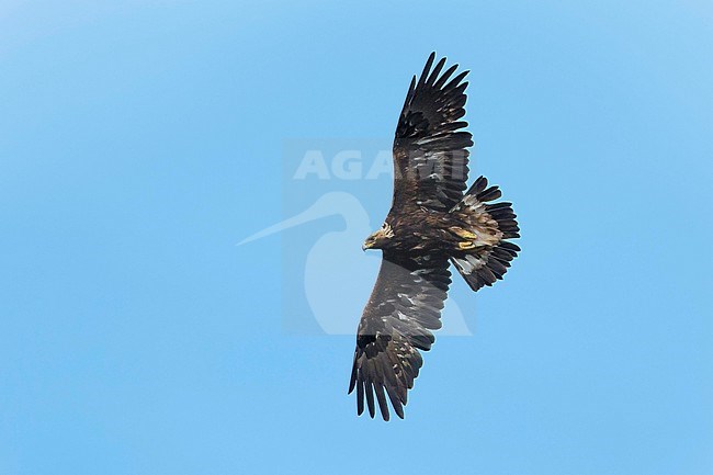 Adult American Golden Eagle (Aquila chrysaetos canadensis) flying over mountains on Seward Peninsula, Alaska, USA. stock-image by Agami/Brian E Small,