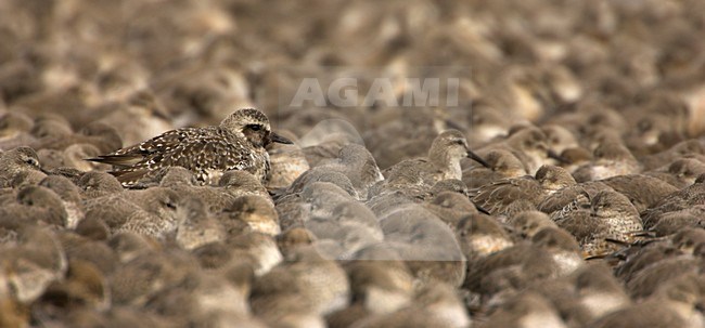 Kanoeten en Goudplevier op hoogwatervluctplaats; Knot  and Grey Plover roost at high tide stock-image by Agami/Danny Green,