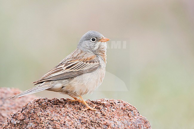 Grey-necked Bunting - Steinortolan - Emberiza buchanani, Kyrgyzstan, adult male stock-image by Agami/Ralph Martin,